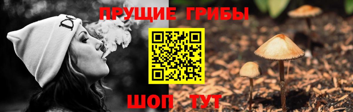 Псилоцибиновые грибы Psilocybe Тула